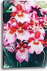 Постер Куст розовых орхидей