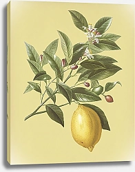 Постер Лимонная ветка на желтом фоне