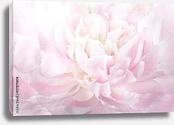Постер Нежно-розовый пион макро
