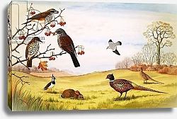 Постер Ригналл Джон (дет) Unidentified countryside birds montage including pheasant