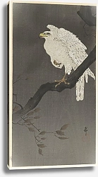 Постер Косон Охара Snowy eagle on a tree branch