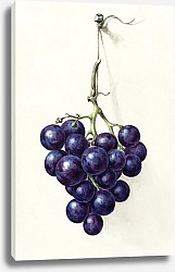 Постер Бернар Жан Гроздь синего винограда