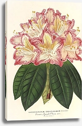 Постер Лемер Шарль Rhododendrum ornatissimum