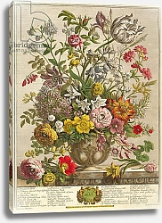 Постер Кастилс Питер May, from 'Twelve Months of Flowers' by Robert Furber engraved by Henry Fletcher