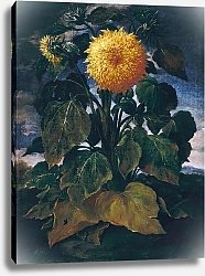Постер Бимби Бартоломью Double sunflower