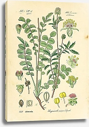 Постер Rosaceae, Poterieae, Sanguisorba minor Scopoli