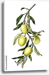 Постер Оливковая ветвь с 4 оливками