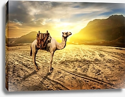 Постер Верблюд в пустыне на закате