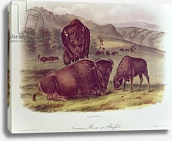 Постер Ауборн Джеймс (птицы) American Bison or Buffalo, from 'Quadrupeds of North America', 1842-45