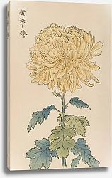 Постер Хасегава Кейка Keika hyakugiku, Pl.33
