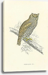 Постер Scops-Eared Owl 1