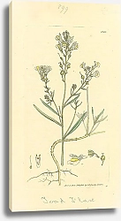 Постер Sowerby Ботаника №17 1