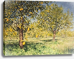 Постер Хампел Ангус (совр) Impossibility of a lemon tree, 2013