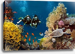 Постер Пара ныряет среди кораллов и рыб в океане