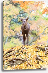 Постер Молодой олень в осеннем лесу