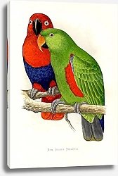 Постер New Guinea Eclectus