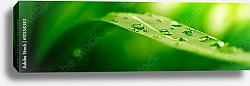 Постер Зеленый лист с каплями воды