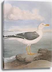Постер Lesser Black-backed Gull