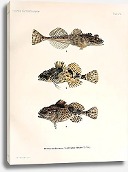 Постер Cottus quadricornis, Cottus bubalis