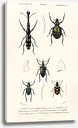 Постер Различные виды насекомых 4