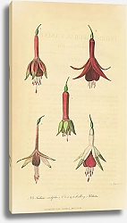 Постер Fuchsia Cordifolia, Seedling Fuchsias 1