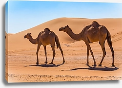 Постер Два верблюда на фоне песчаных дюн