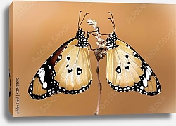Постер Две бабочки монарха на оранжевом фоне