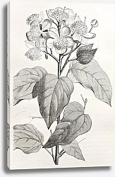 Постер Achiote (Bixa Orellana), the source of natural pigment annattot. Created by Rouyer, after watercolou