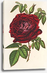 Постер Лемер Шарль Rose Empereur du Mexique
