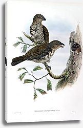 Постер Toothed-billed Bower-bird - Scenopaeus dentirostris