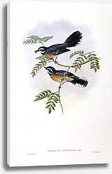 Постер Rufous-breasted Fantail Flycatcher - Rhipidura hyperythra
