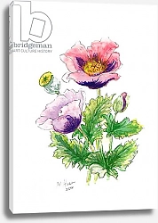 Постер Хилл Нейл Opium Poppy, 2001