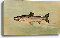 Постер Петри Джон The Kern River Trout, Salmo irideus gilberti.
