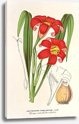 Постер Лемер Шарль Gastronema sanguineum