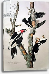 Постер Ауборн Джеймс (птицы) Ivory-billed Woodpecker, from 'Birds of America', 1829
