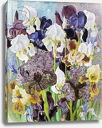 Постер Моррис Седрик (совр) May Flowering Irises, 1935