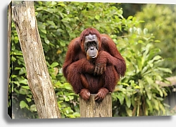 Постер Рыжий орангутан, сидящий на пне