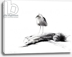 Постер Мониц Коламбус Нэнси (совр) California Seagull, 2012,