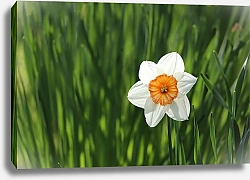 Постер Белый нарцисс в зеленой траве