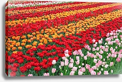 Постер Поле с разноцветными тюльпанами