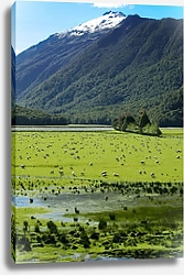 Постер Овечье пастбище, Новая Зеландия
