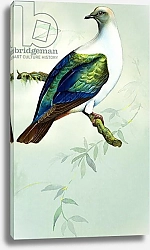 Постер Иллос Берт Imperial Fruit Pigeon