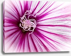 Постер Мальва, розовый дикий испанский цветок