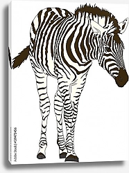 Постер Детеныш горной зебры