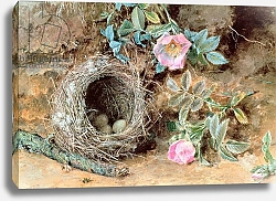 Постер Хант Уильям Wild Roses and Birds' Nests
