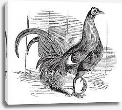 Постер Gamecock or Game Rooster or Game Cockerel or Gallus gallus