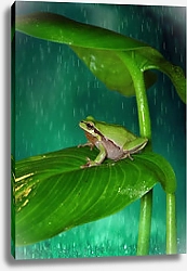 Постер Лягушонок под листком во время дождя
