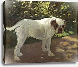 Постер Хейер Артур A Bulldog on a Garden Path