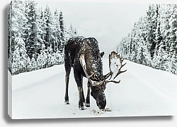 Постер Лось в зимнем лесу