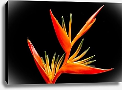 Постер Красный экзотический цветок на черном
